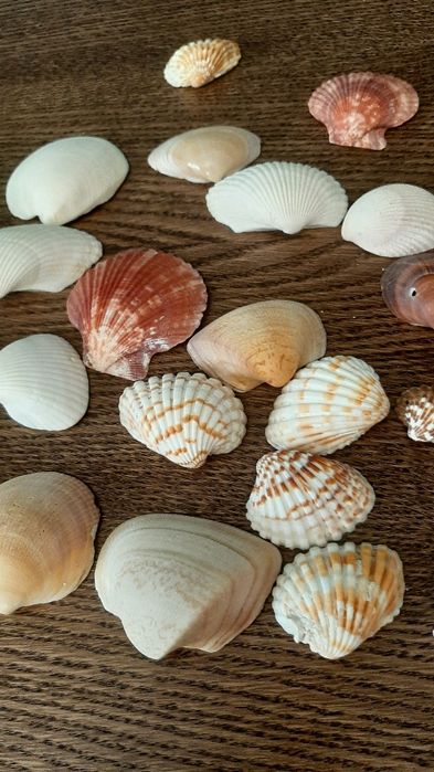 Ракушки для аквариума