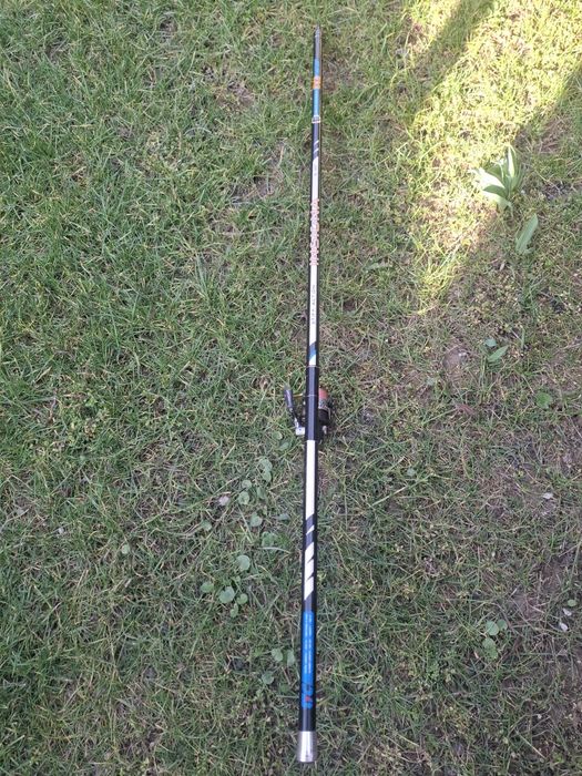 Болонеза Insigna 6m.