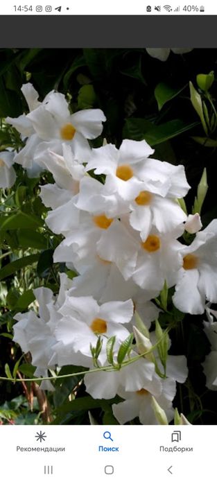 Продам белую диплодению