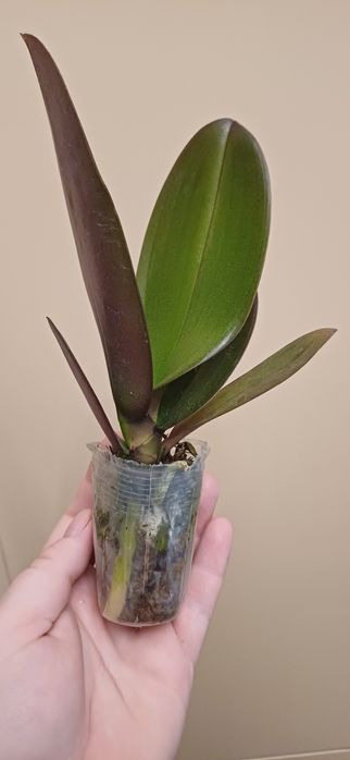 Орхидея       Орхидея