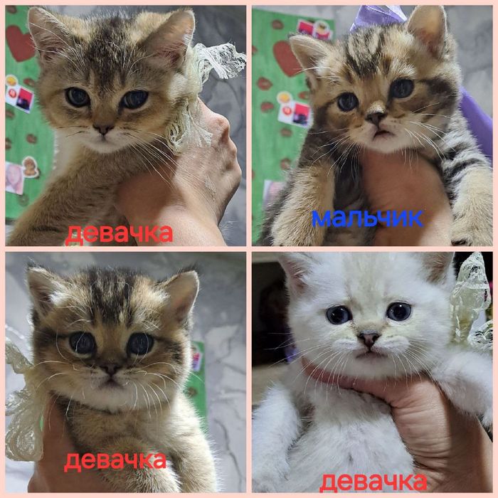 Продаю котенка страйтт