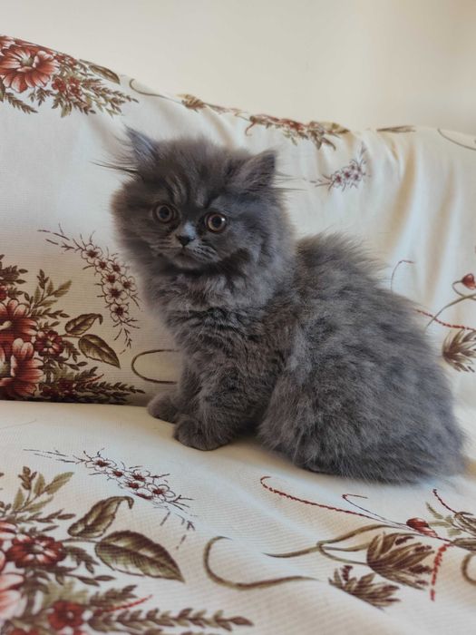Животни котки продавам