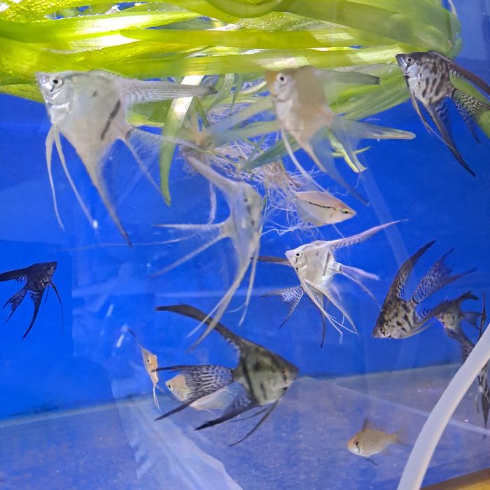 Продам скалярий вуалевых