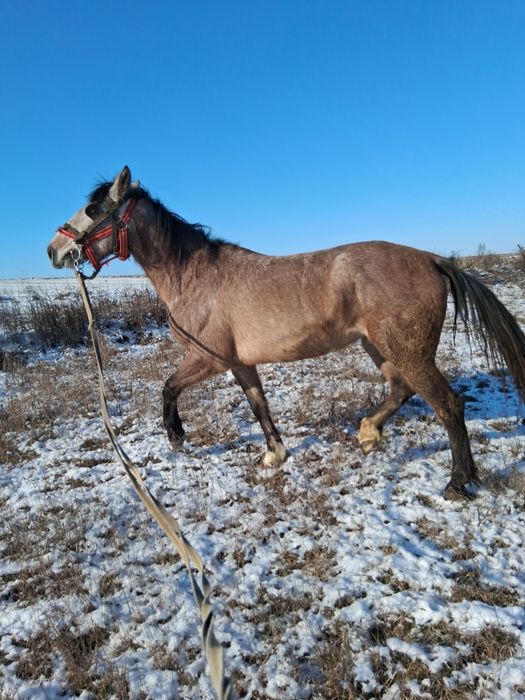 Vând sau schimb iapă cu vacă gestantă/vacă cu vițel