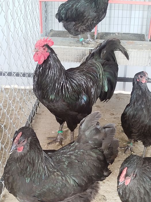 Oua pentru incubație găini Australorp