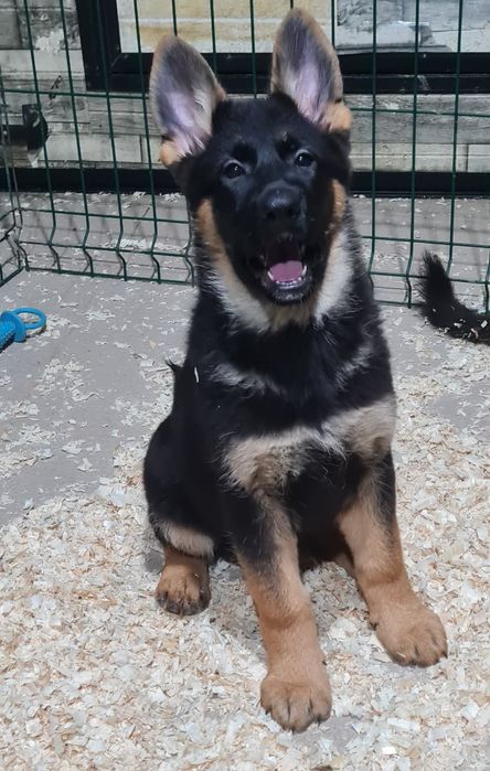 Femela Ciobanesc German