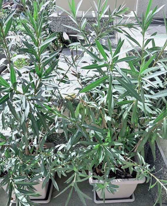 Олеандър - височина от 2 м до 2,5 м