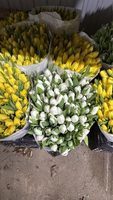 ТЮЛЬПАНЫ ПО 350тг!!!