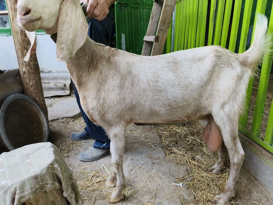 Продаем козу и козла