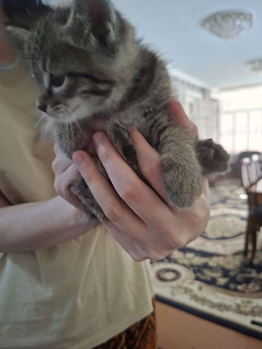 Отдам котят прекрасных