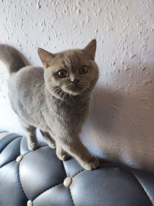 Mushuk Zottor Ckotsh fold