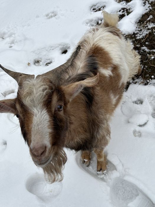 Vând țap pentru montă
