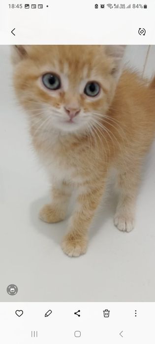 Отдам котёночка мальчика в добрые руки