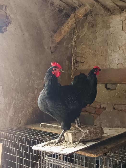 Cocoși australorp