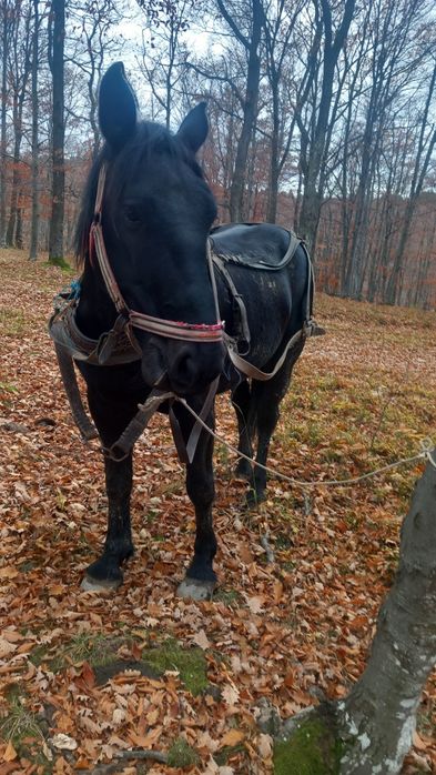 Cai de vânzare jud sibiu