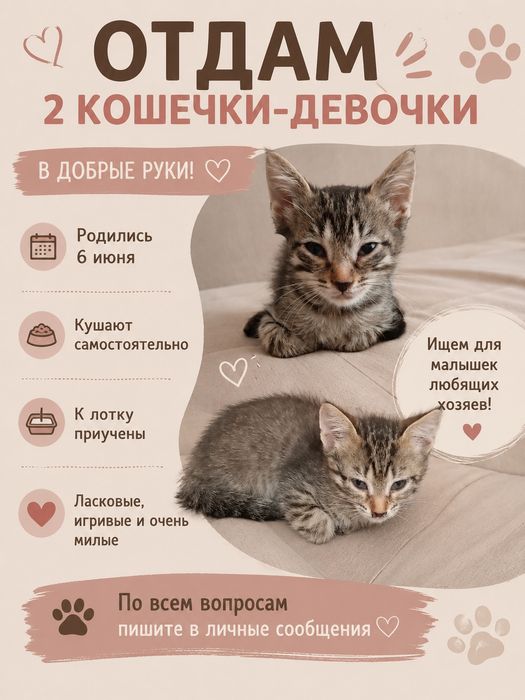 Одам котят в добрые руки.