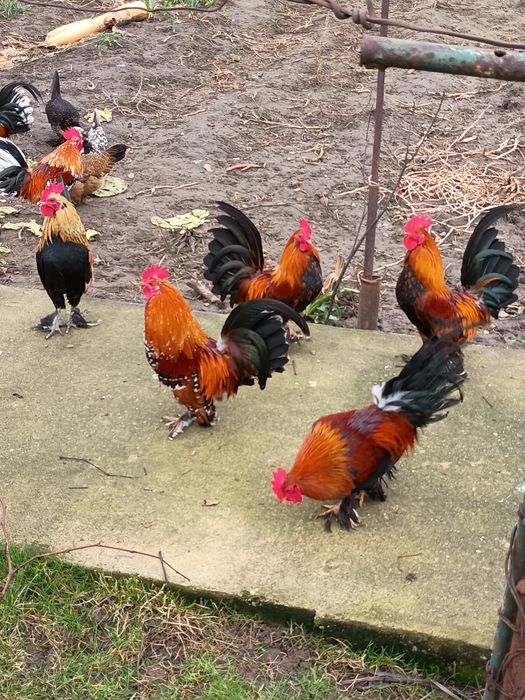 Vând cocosi mix cu mii de flori din martie