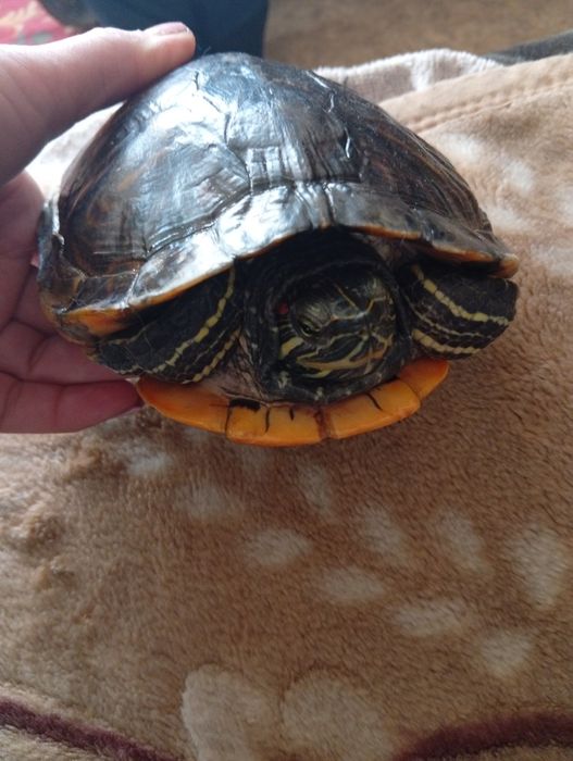 Продам красноухую черепаху