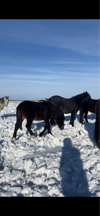 Жеребята тяжики