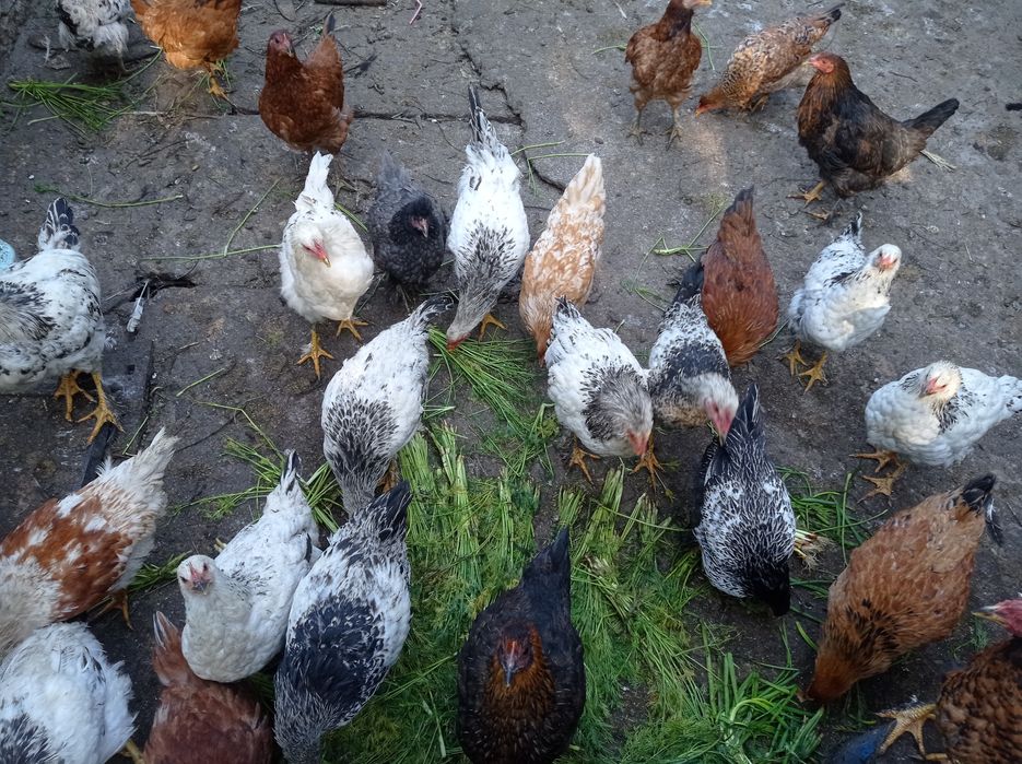 Продаю курей, гусей, уток ,