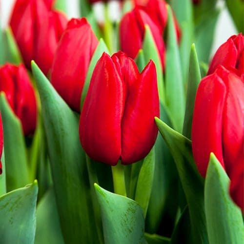 Тюльпаны оптом и в розницу