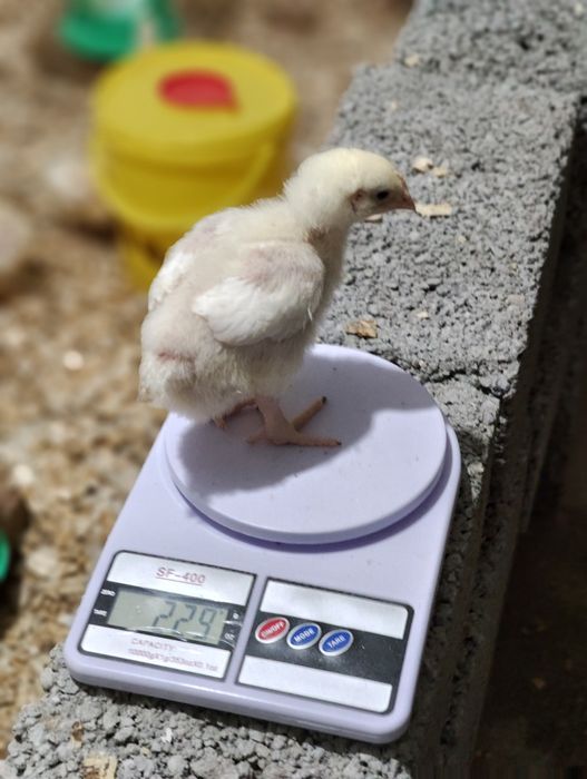 Бройлерные цыплята