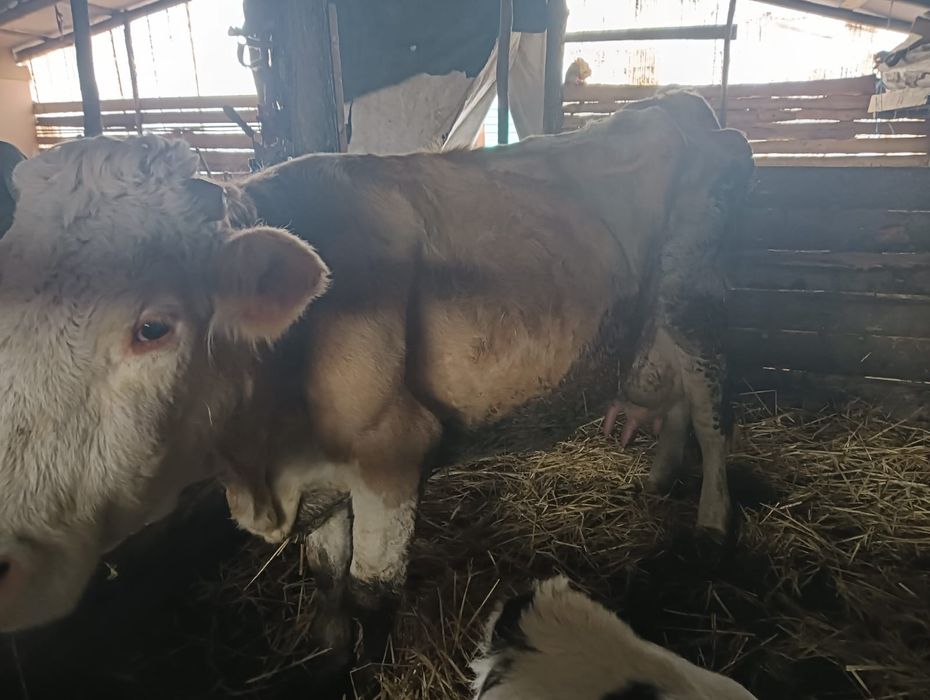 De vânzare Vaci și viței