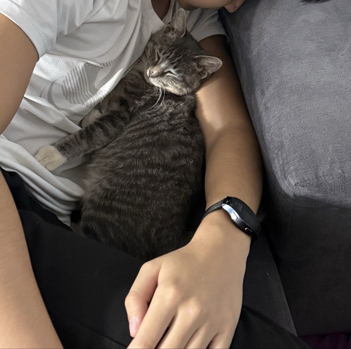 Отдам кота в добрые руки!