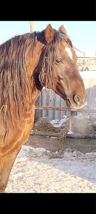 Продаётся жеребец