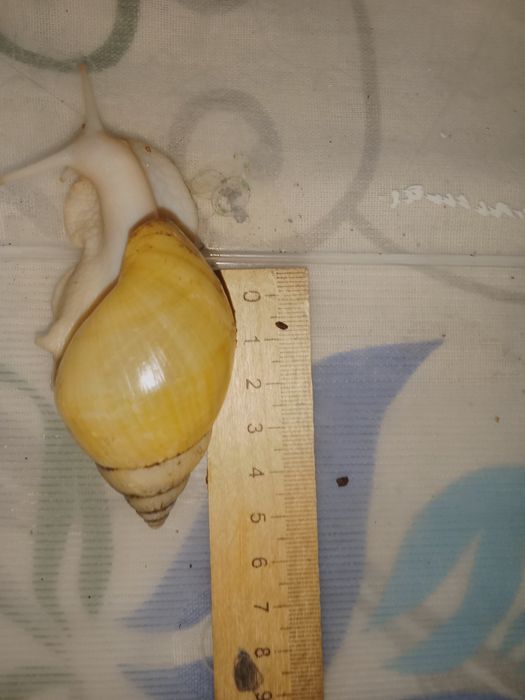 Обмен  улиток ахатин