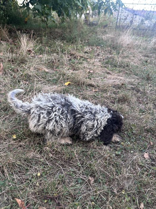Lagotto Romagnolo