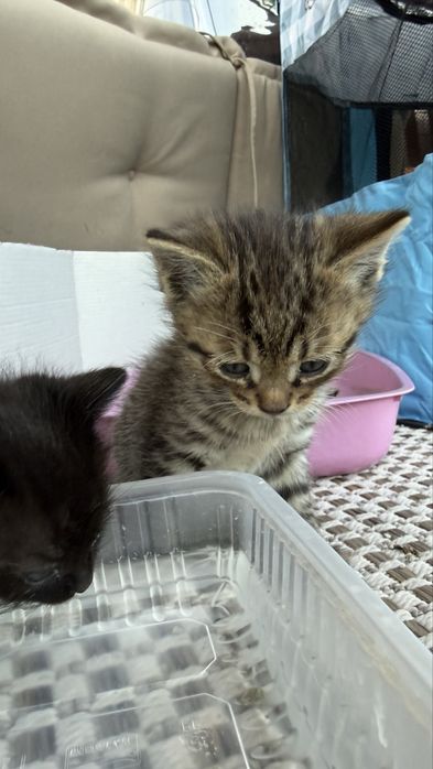 Котята  бесплатно