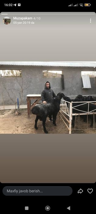 Qoy gosht bor trik qoylani 87000 somdan soyib beramiz trik vazniga