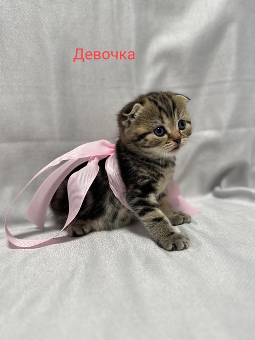 Продам  Шотландских котят идёт бронь