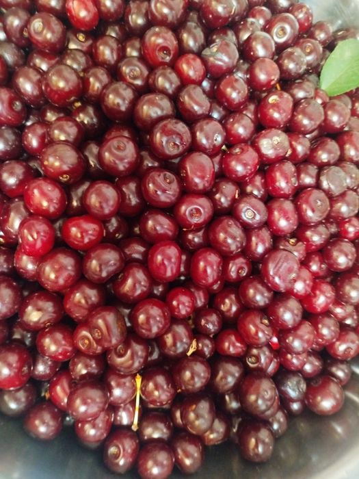 Шпанка  замороженные музлатилган продаю