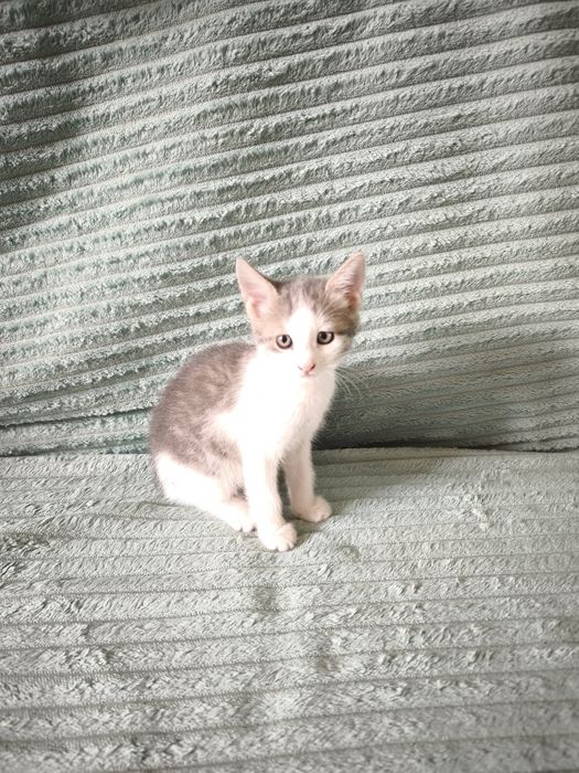 Котята бесплатно