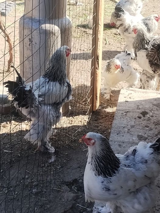 Vamd cocosi si gaini
