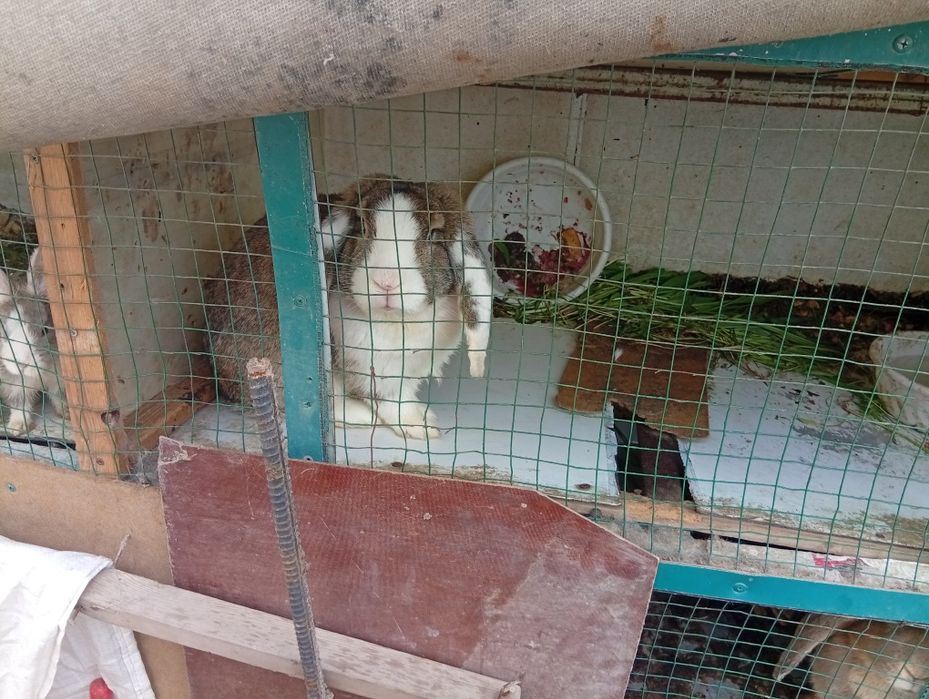 Куйон болари сотилади отаси барон