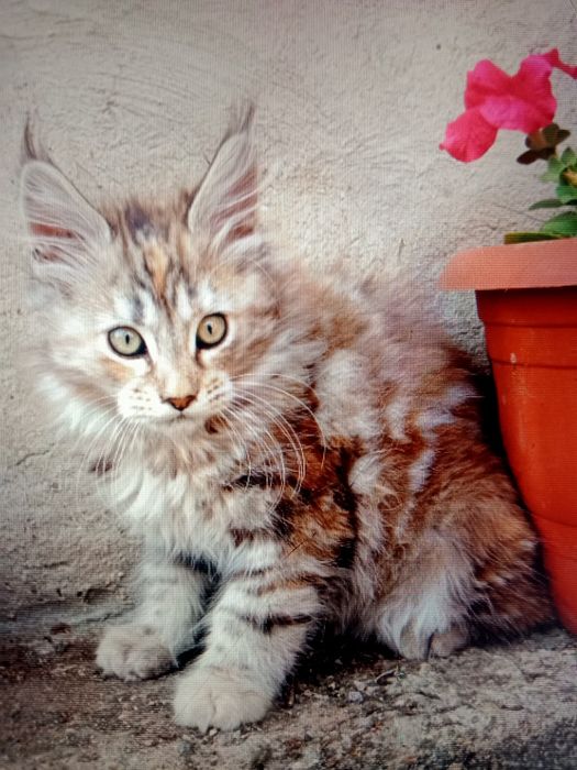 Кошечка Мейн Кун