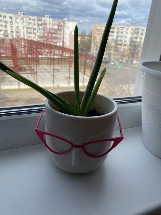 Комнатные цветы по 3000 тг