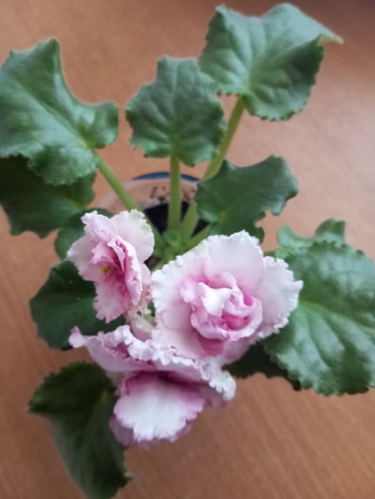 Продам молодую фиалку