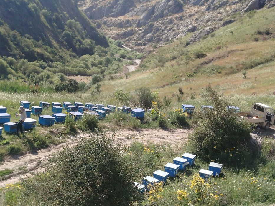 Тоза Тох асали сотувда