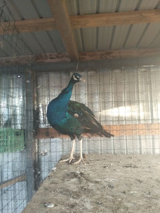 Dau la schimb păun matur umăr negru pe păunița în vârstă de patru ani