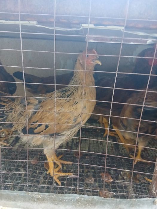 Продам кучинскиих кур