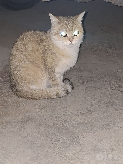 Zolotaya shinshila