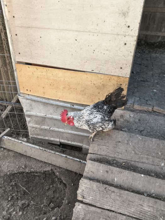 Cocoșei pitici schimb cu găinușe