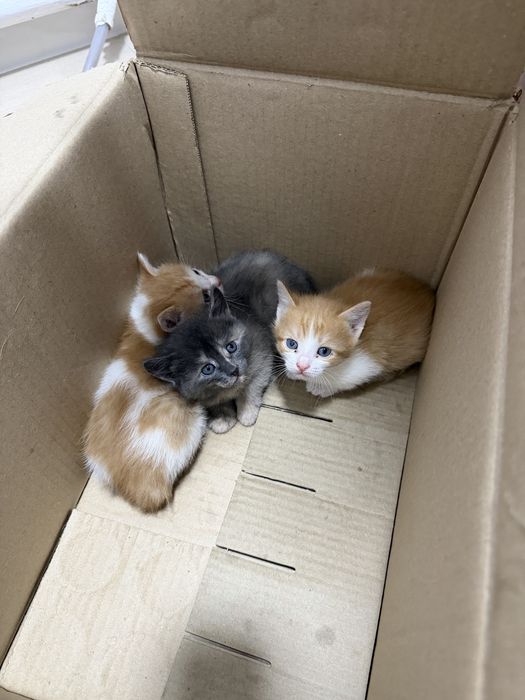 Котята в добрые руки