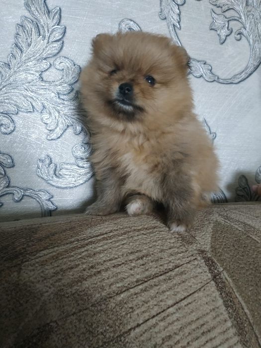 Померанский шпиц