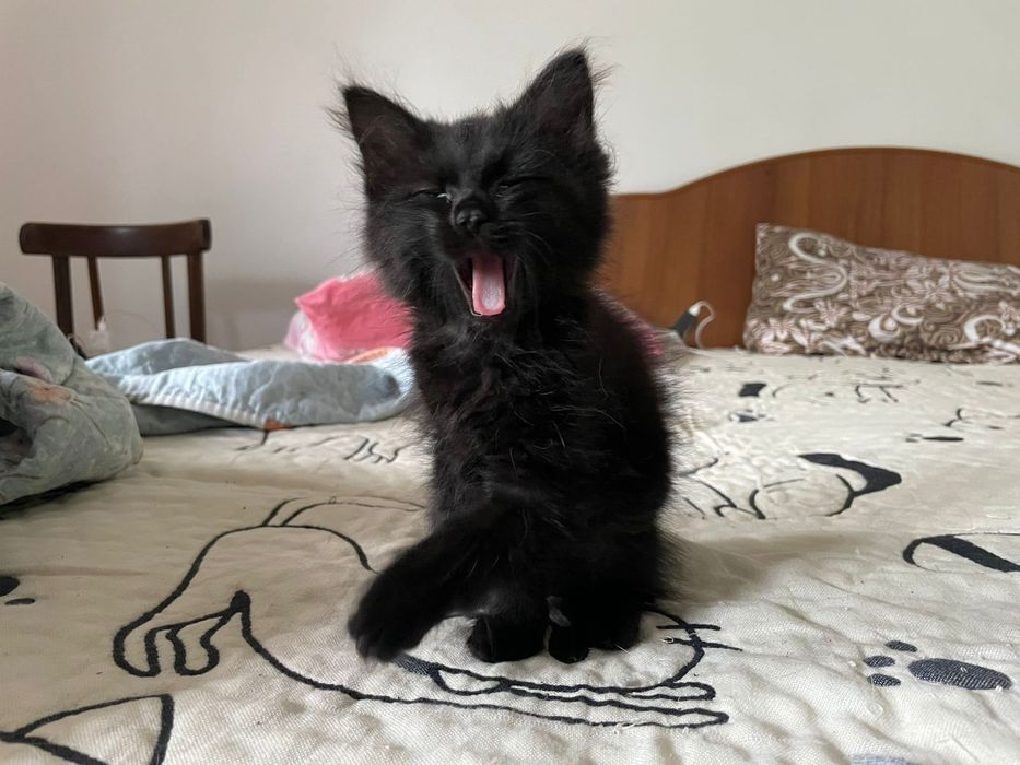 Чёрные котята, мама шотландская