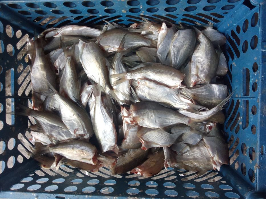 Toʻdakoʻl mayda baliqlar bor